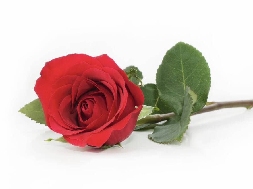 Red rose with green leaves on stem.